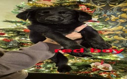 Mixed Breed dogs for sale: Beautiful sheprador puppies  - Advert 18