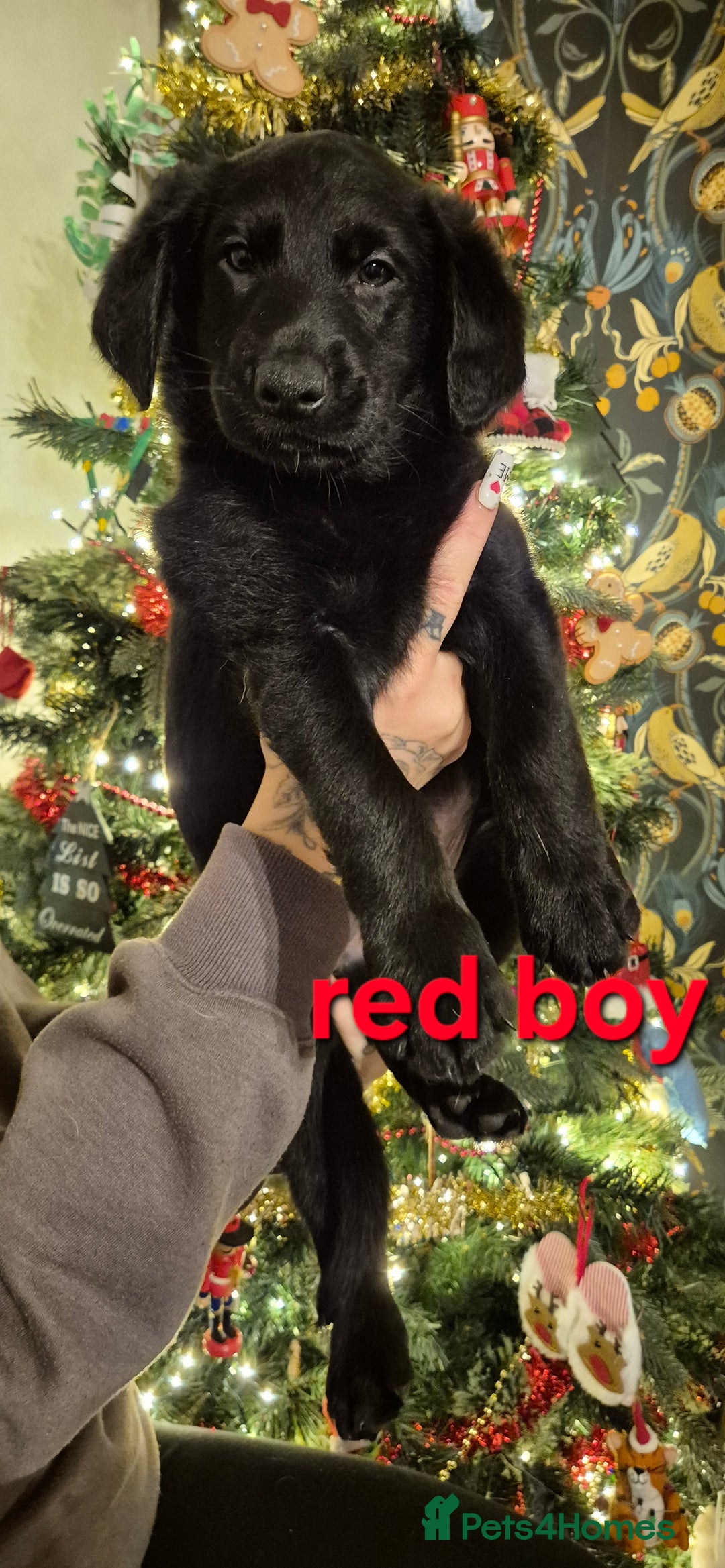 Mixed Breed dogs for sale: Beautiful sheprador puppies  - Advert 18