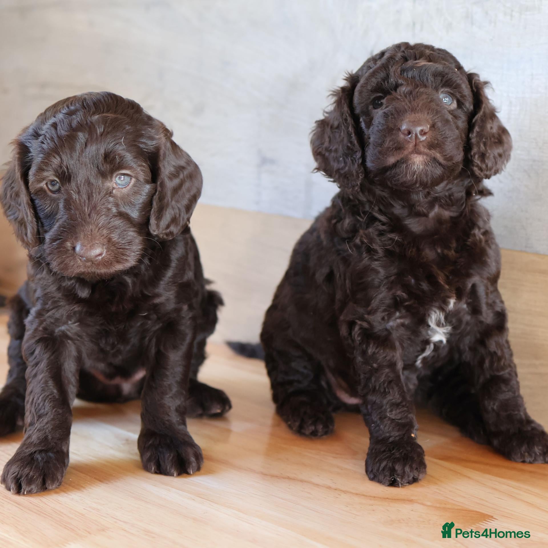 Australian Labradoodle dogs 🌈 Dark Chocolate (phantom) & Cream Girls ❤️ - Advert 1