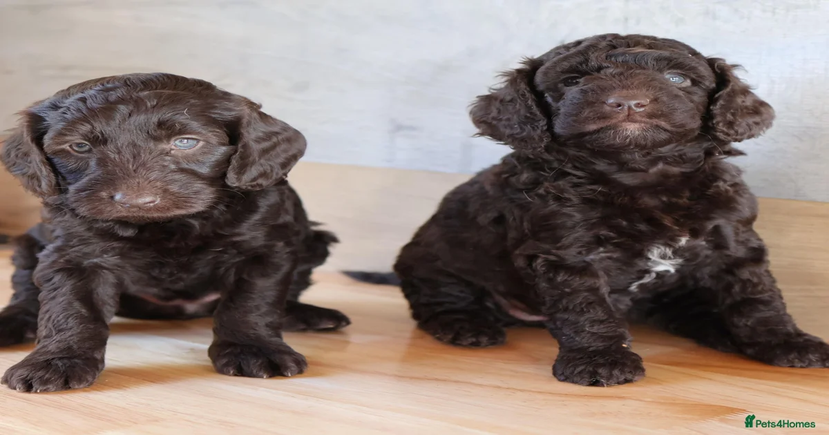 Dog cost australia Pets & Animals for sale | Pets4Homes