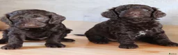 Australian Labradoodle dogs for sale: 🌈 Dark Chocolate (phantom) & Cream Girls ❤️ - Advert 3