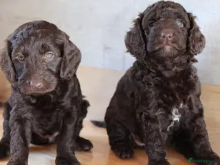 Australian Labradoodle dogs 🌈 Dark Chocolate (phantom) & Cream Girls ❤️ - Advert 1