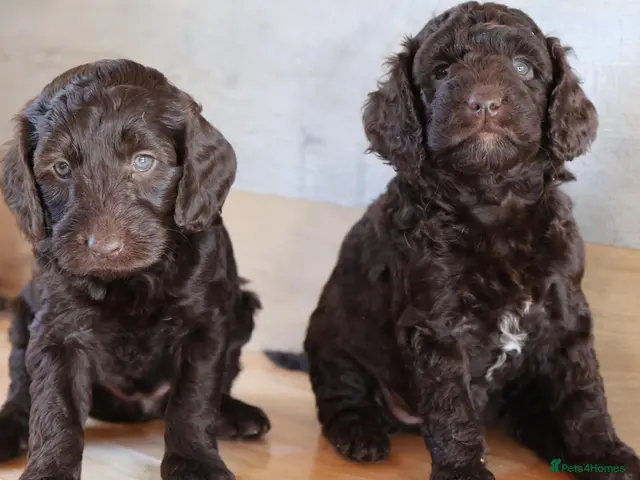 Australian Labradoodle dogs 🌈 Dark Chocolate (phantom) & Cream Girls ❤️ - Advert 22