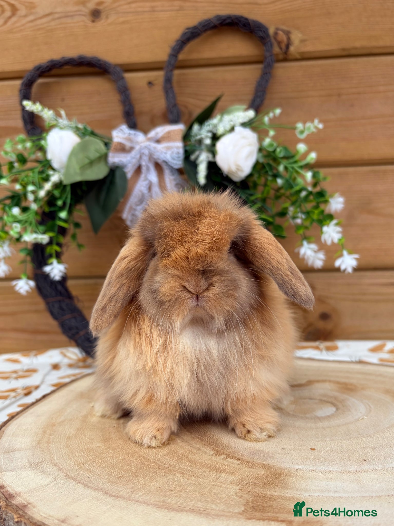 Mini Lop rabbits Well Socialised Mini Lop Babies  - Advert 2