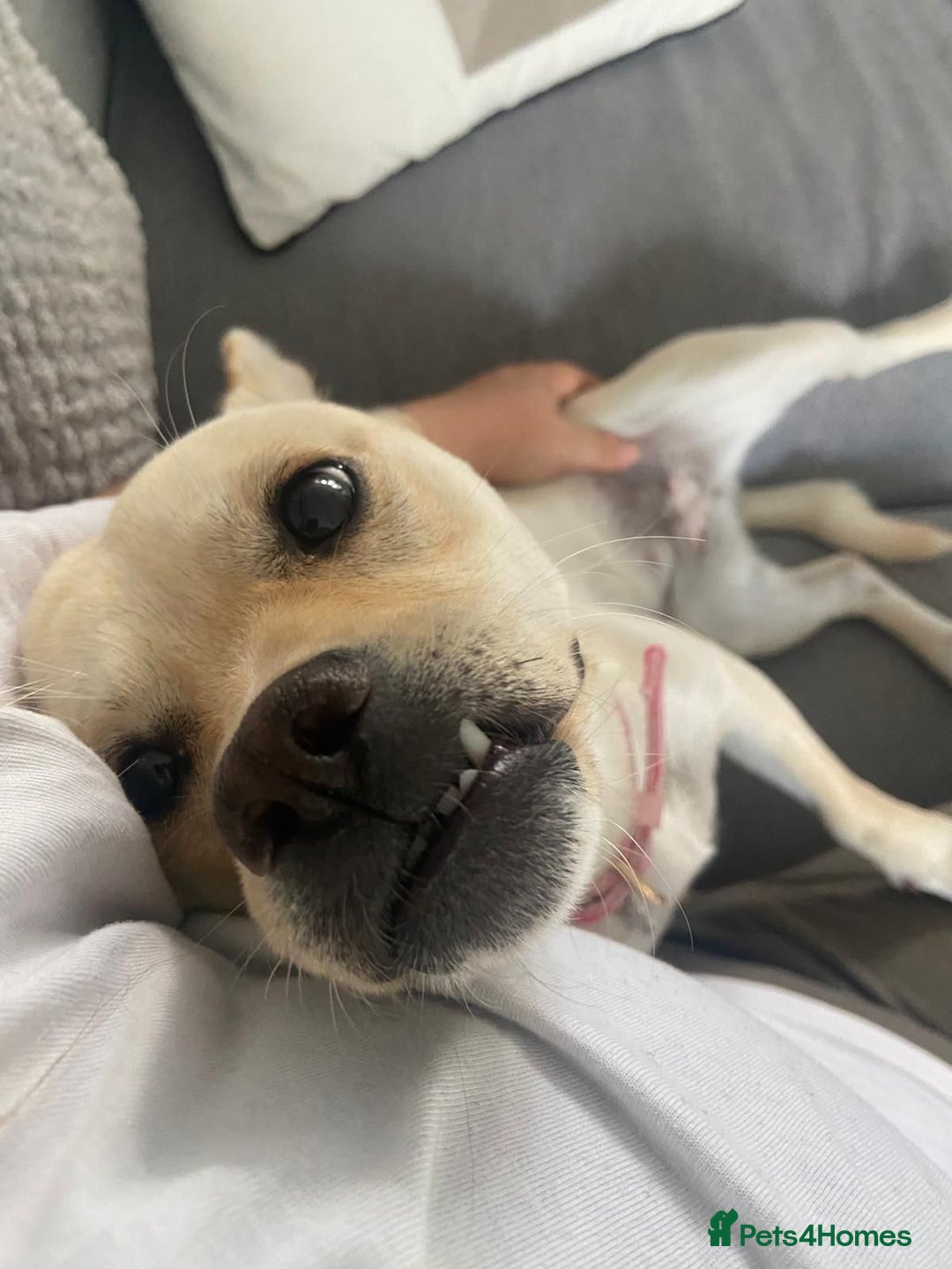 Mixed Breed dogs for adoption: Gwenie  - Advert 6