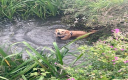 Golden Retriever dogs for sale: Rehoming  - Image 1