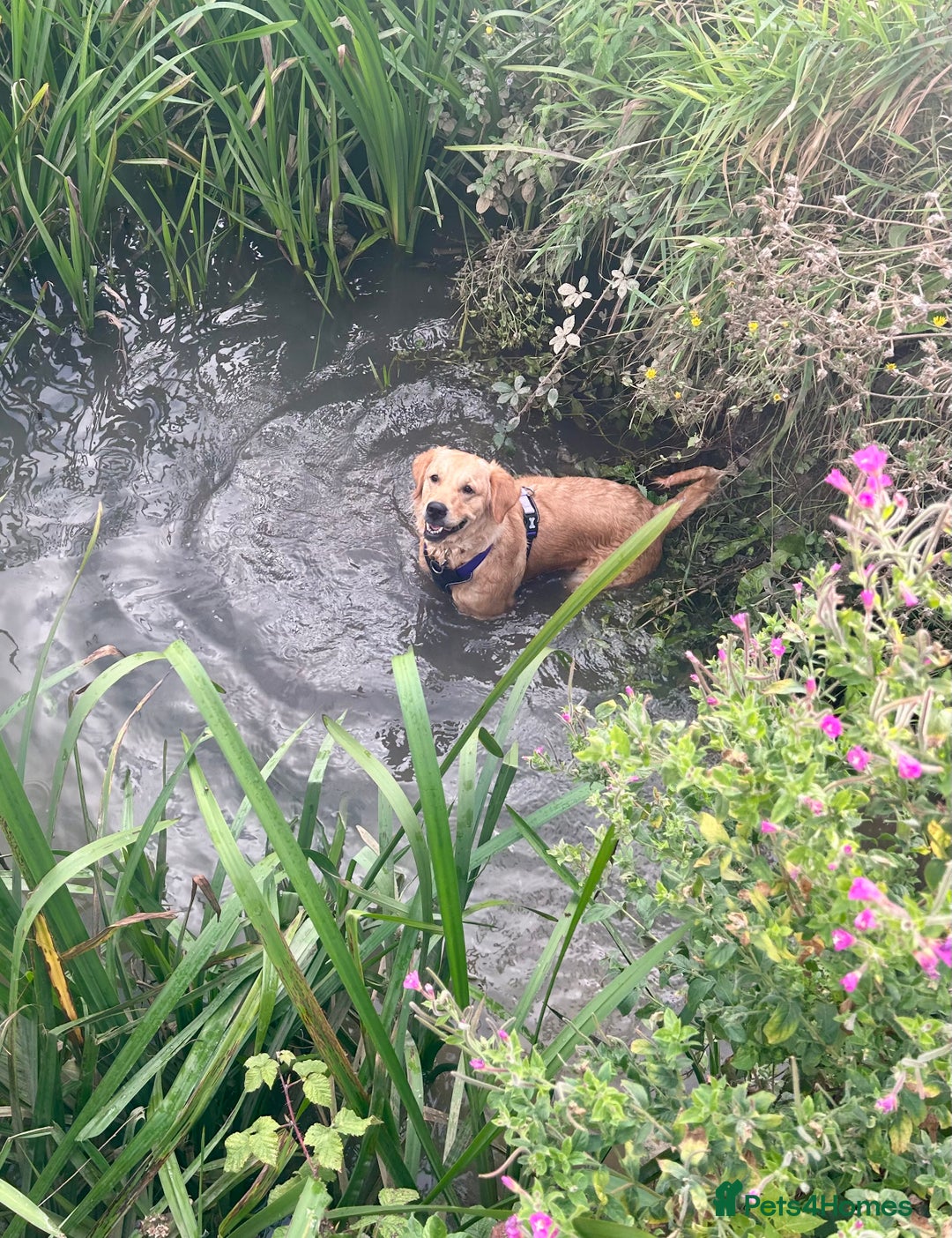 Golden Retriever dogs for sale: Rehoming  - Image 1