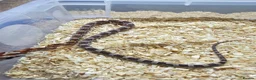 Corn Snake reptiles for sale: Corn snake  in Leicester - Advert 4