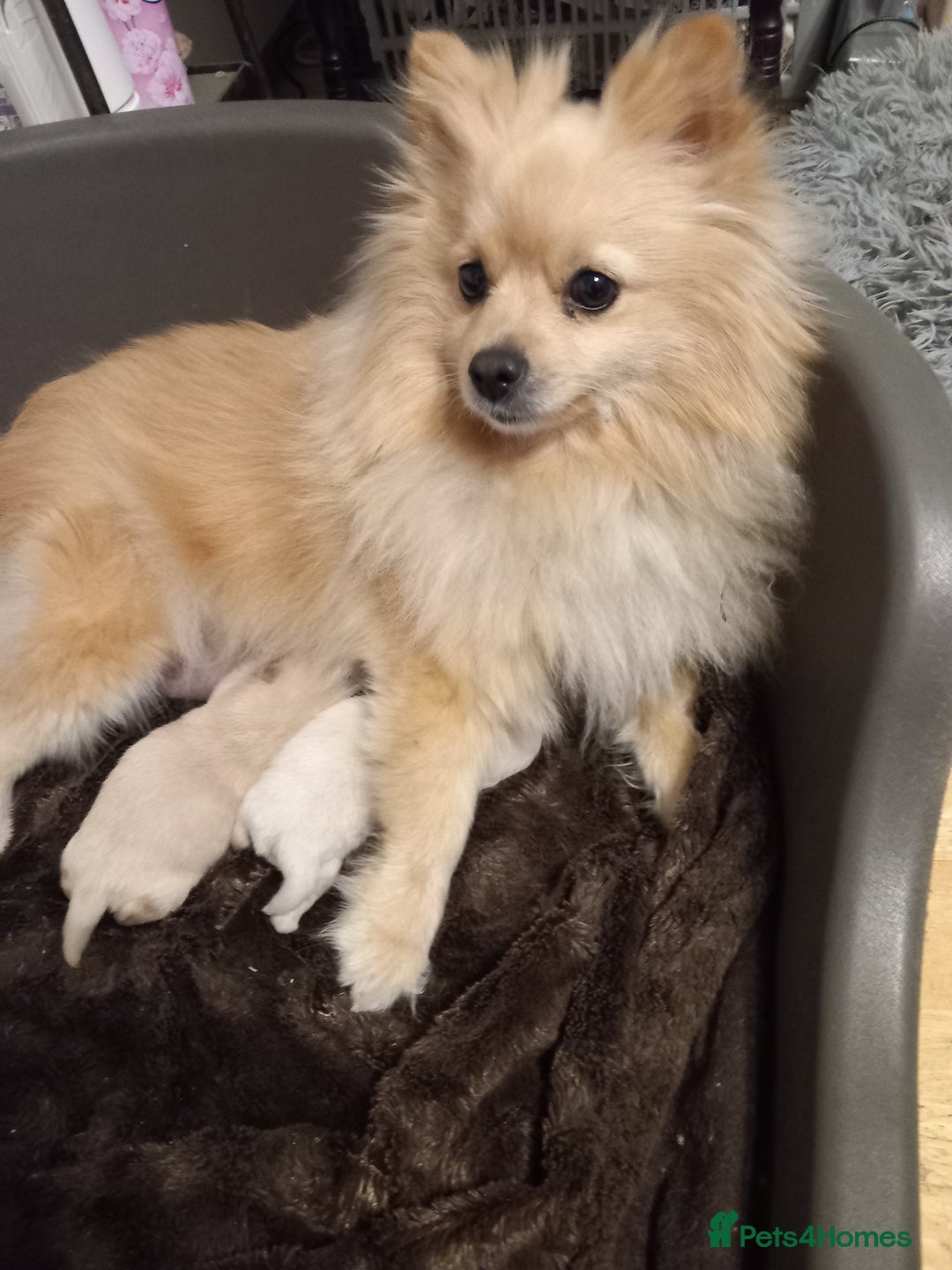 Pomeranian dogs for sale: Bautiful pomeranian puppies - Image 11