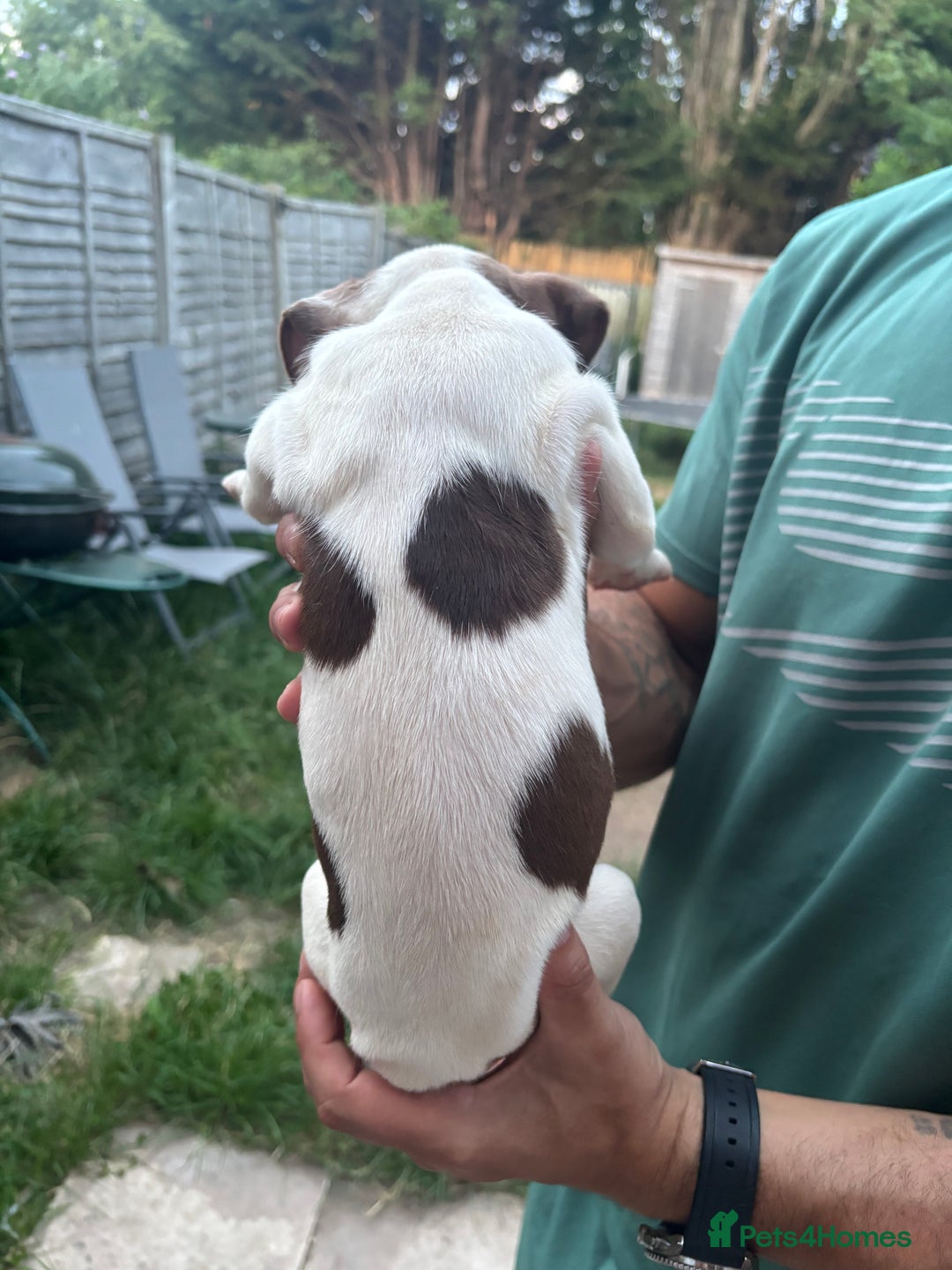 American Bull Staffy dogs for sale: 8 beautiful Amstaff puppies - Image 25