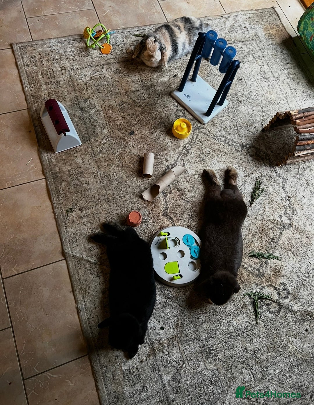 Mini Lop rabbits for sale: Mini lop sibling trio  - Image 8
