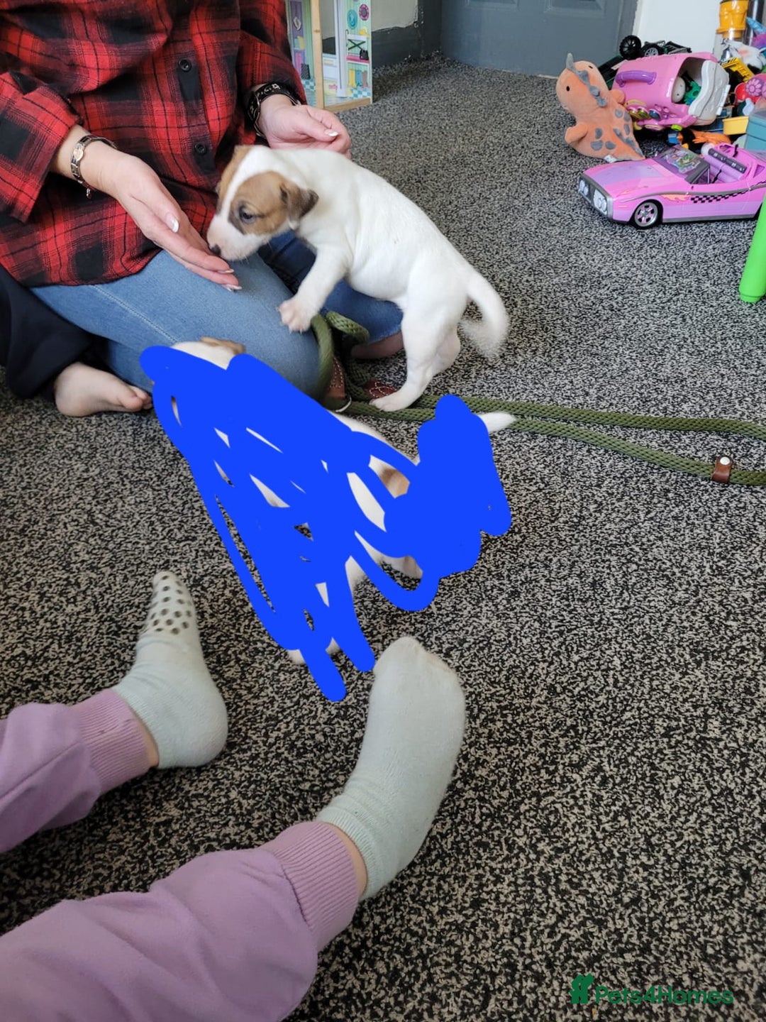 Mixed Breed dogs for sale: English bull terrier cross jack Russell  - Image 2