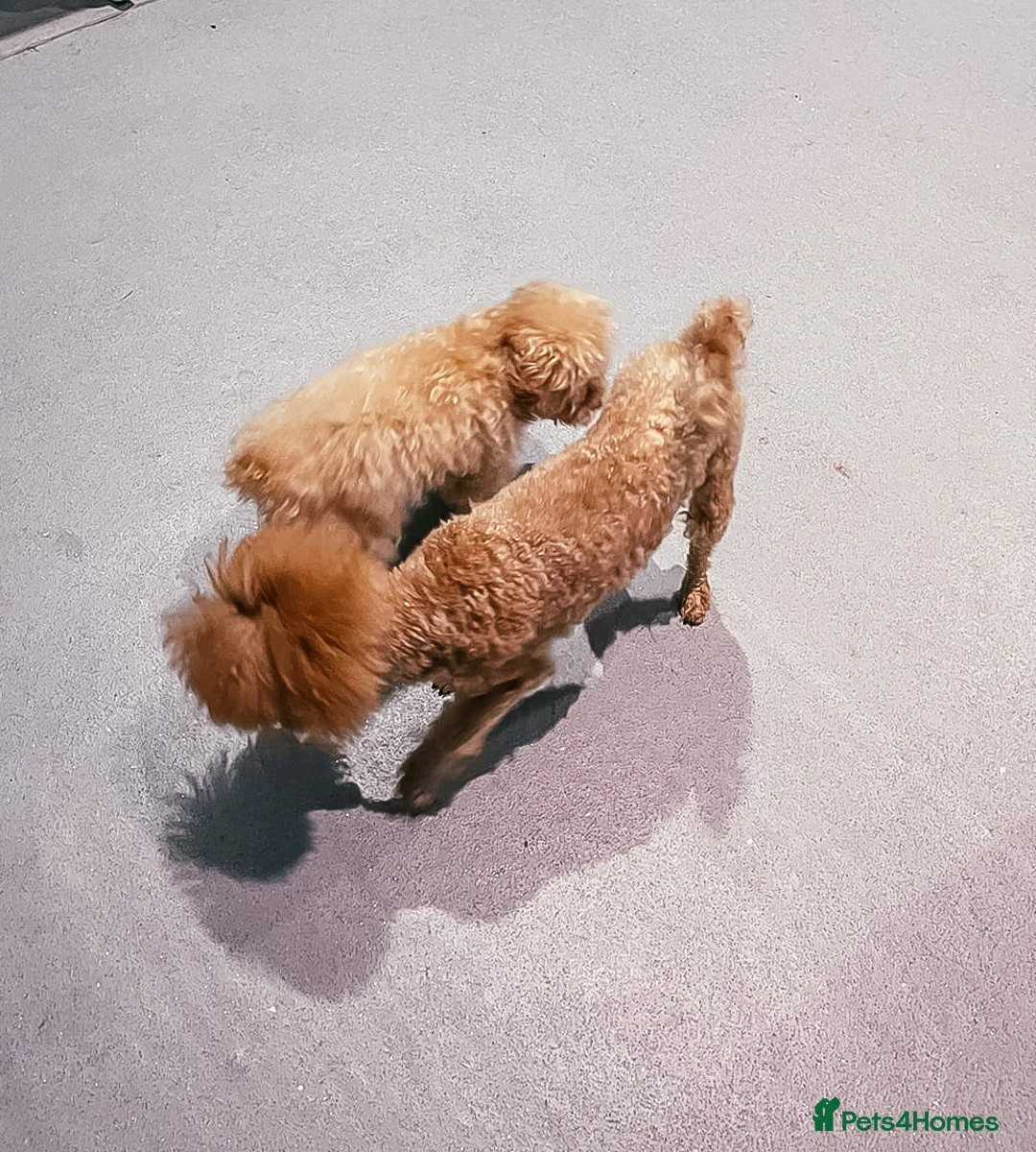 Toy Poodle dogs for stud:  **  Asian KC Toy Poodle for Stud DNA tested in Rickmansworth - Advert 29