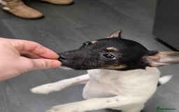 Jack Russell dogs for sale: Beautiful jack russel  - Advert 3