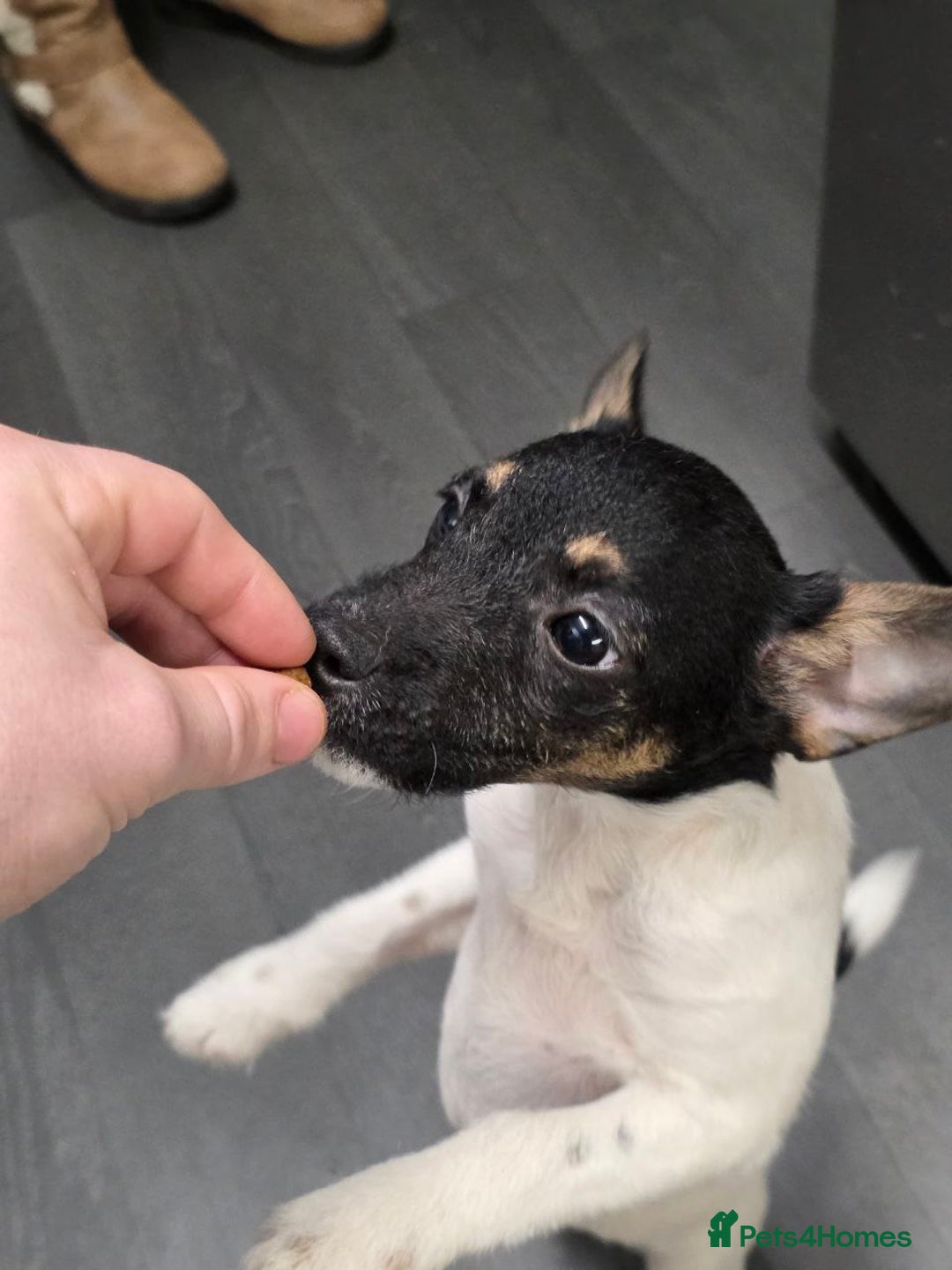 Jack Russell dogs for sale: Beautiful jack russel  - Advert 3