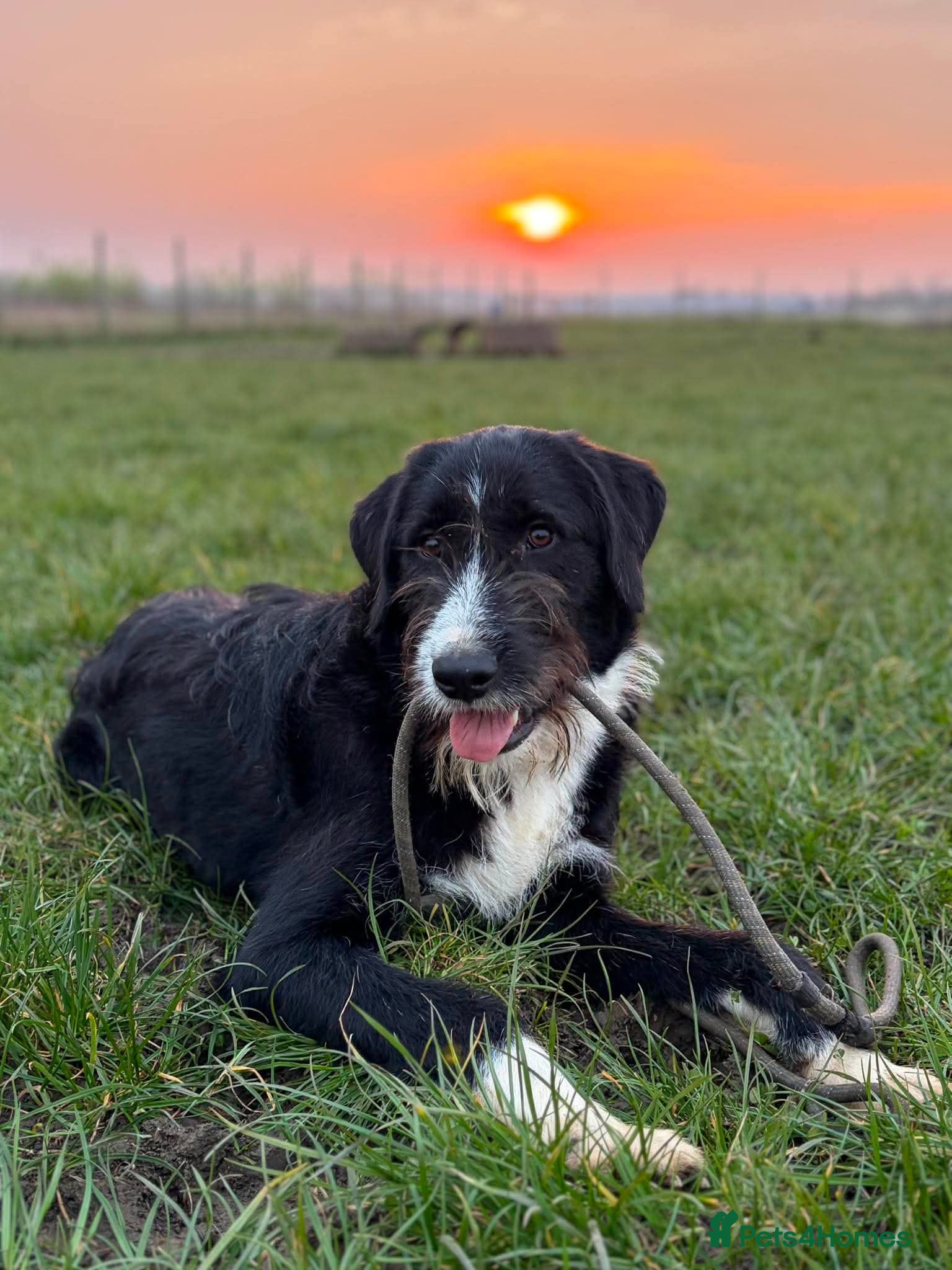 Mixed Breed dogs 🐾💙 DONNIE WAITING FOR HIS CHANCE 💙🐾 - Advert 12