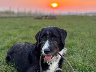 Mixed Breed dogs 🐾💙 DONNIE WAITING FOR HIS CHANCE 💙🐾 - Advert 2