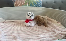Maltipoo dogs for sale: Gorgeous Maltipoo Puppies - Image 9
