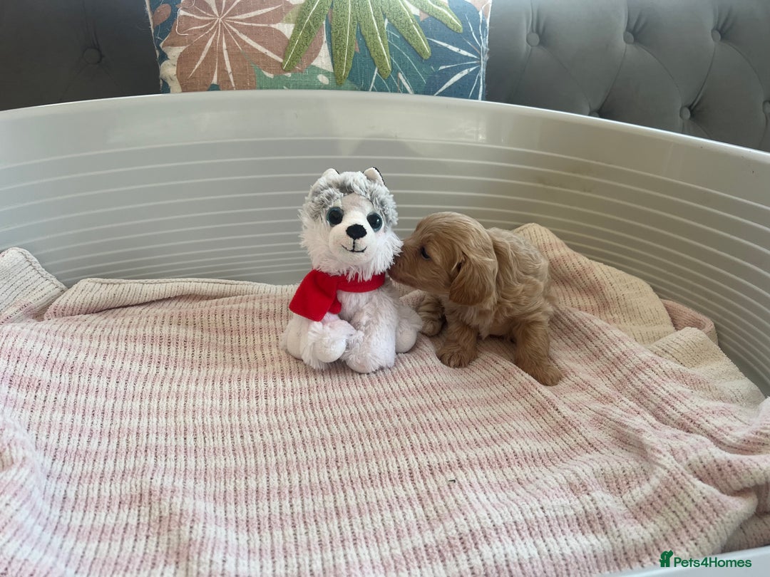 Maltipoo dogs for sale: Gorgeous Maltipoo Puppies - Image 9