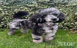 Cockapoo dogs for sale: F1 cockerpoo puppies  - Image 3