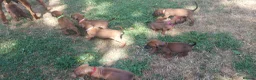 Rhodesian Ridgeback dogs for sale: Kc reg.health tested Rr puppies in Rugby - Advert 7