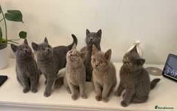 British Shorthair cats for sale: British Shorthair Kittens  - Image 1