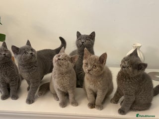 British Shorthair cats for sale - Advert 1