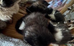 Ragdoll cats for sale: Female half ragdoll  - Image 2