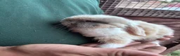 Mini Lop rabbits for sale: 4 beautiful bunnies for sale  - Advert 12