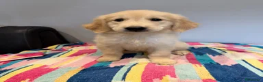 Golden Retriever 3