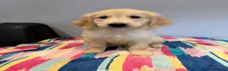 Golden Retriever dogs for sale: Beautiful golden retriever pups ready now  - Advert 18