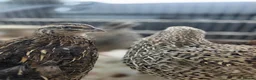 Quail poultry for sale: Breeding pair of Coturnix qauil - Advert 2