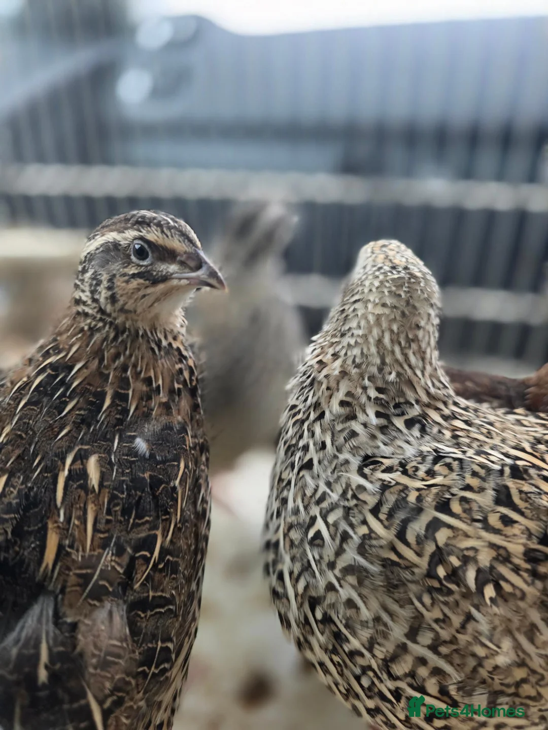 Quail poultry for sale: Breeding pair of Coturnix qauil - Advert 2