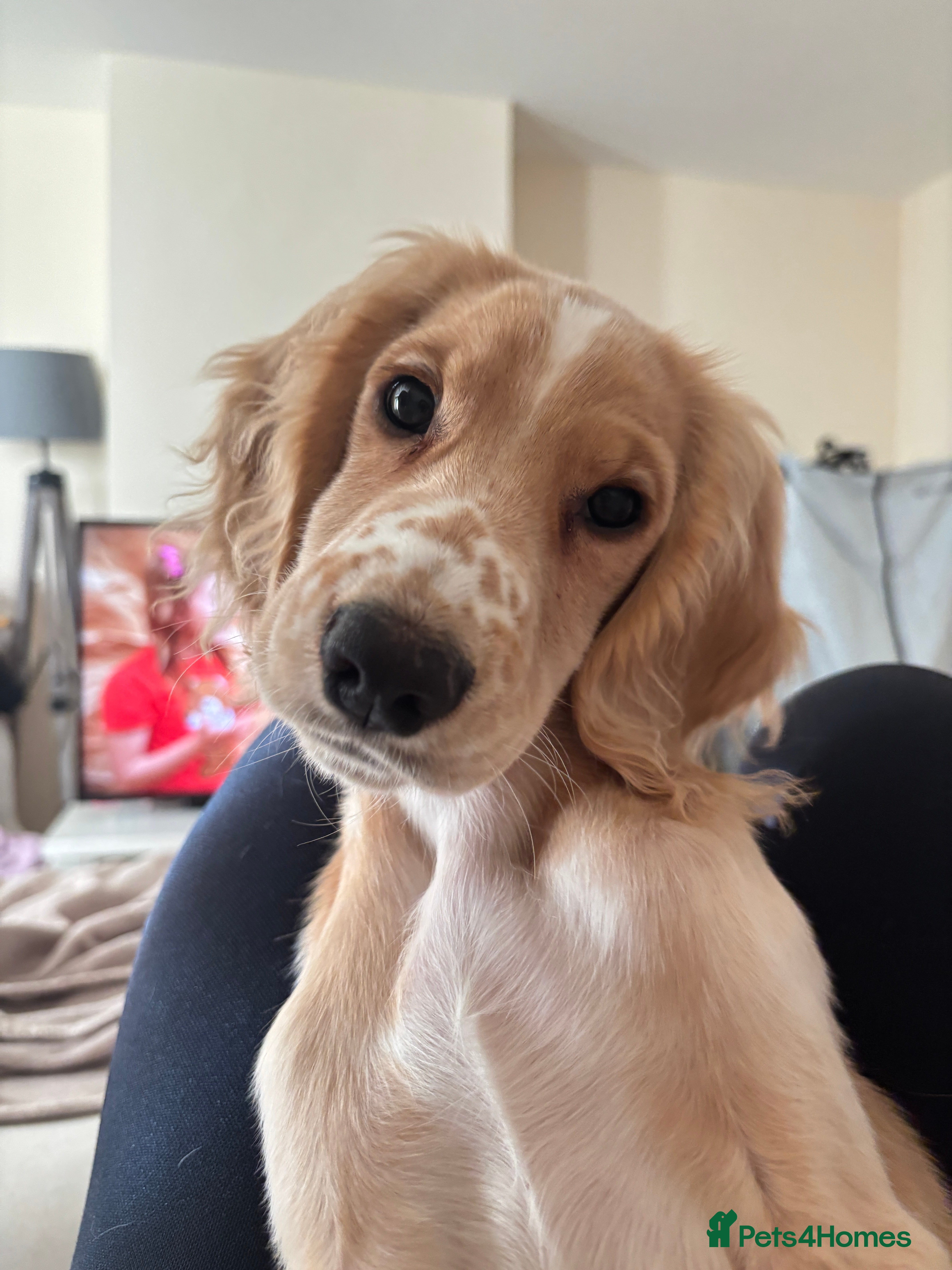 Cocker Spaniel dogs Male cocker spaniel 5 months old  - Advert 1