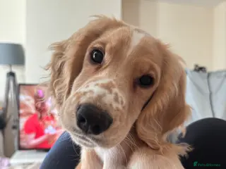 Cocker Spaniel dogs Male cocker spaniel 5 months old - Advert 3