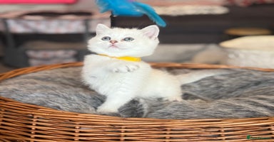 Scottish Fold cats - Advert 1