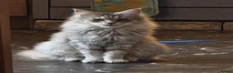 Maine Coon cats for sale: Half maine coon kittens - playful - Advert 1