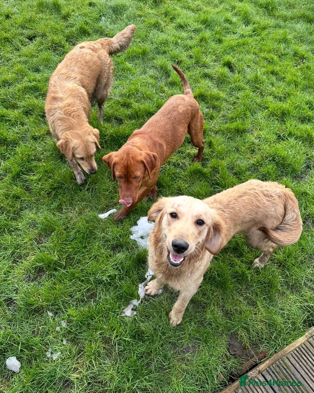 Goldendoodle dogs for sale: Beautiful golden doodles  - Advert 38