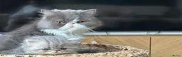 Persian cats for sale: GCCF Active Registered Persian - Advert 13