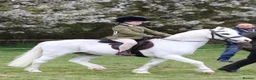 Welsh Section A horses for sale: Welsh Section A Pony in Aylesbury - Advert 6