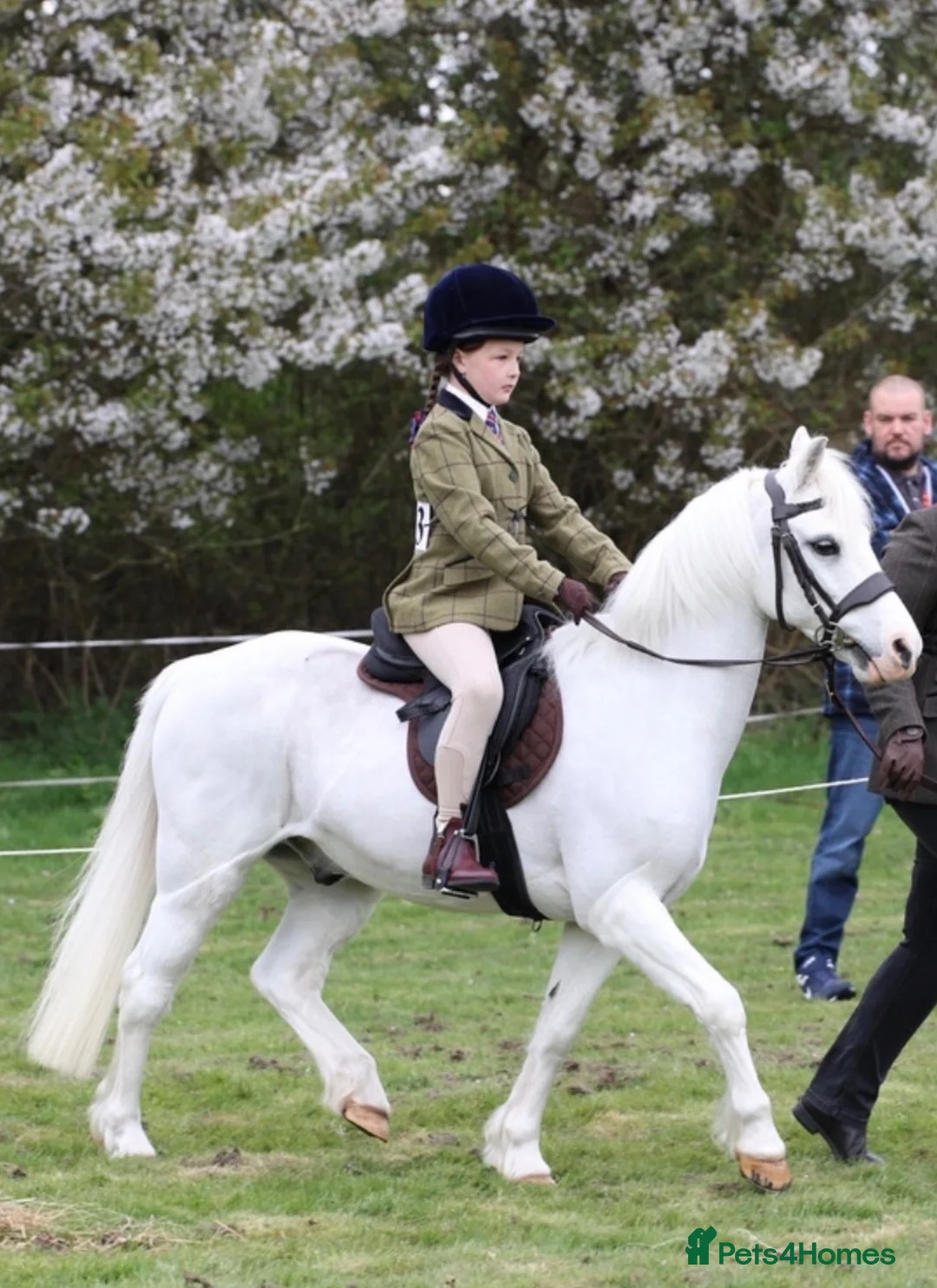 Welsh Section A horses for sale: Welsh Section A Pony in Aylesbury - Advert 6