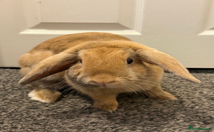 French Lop rabbits - Advert 1