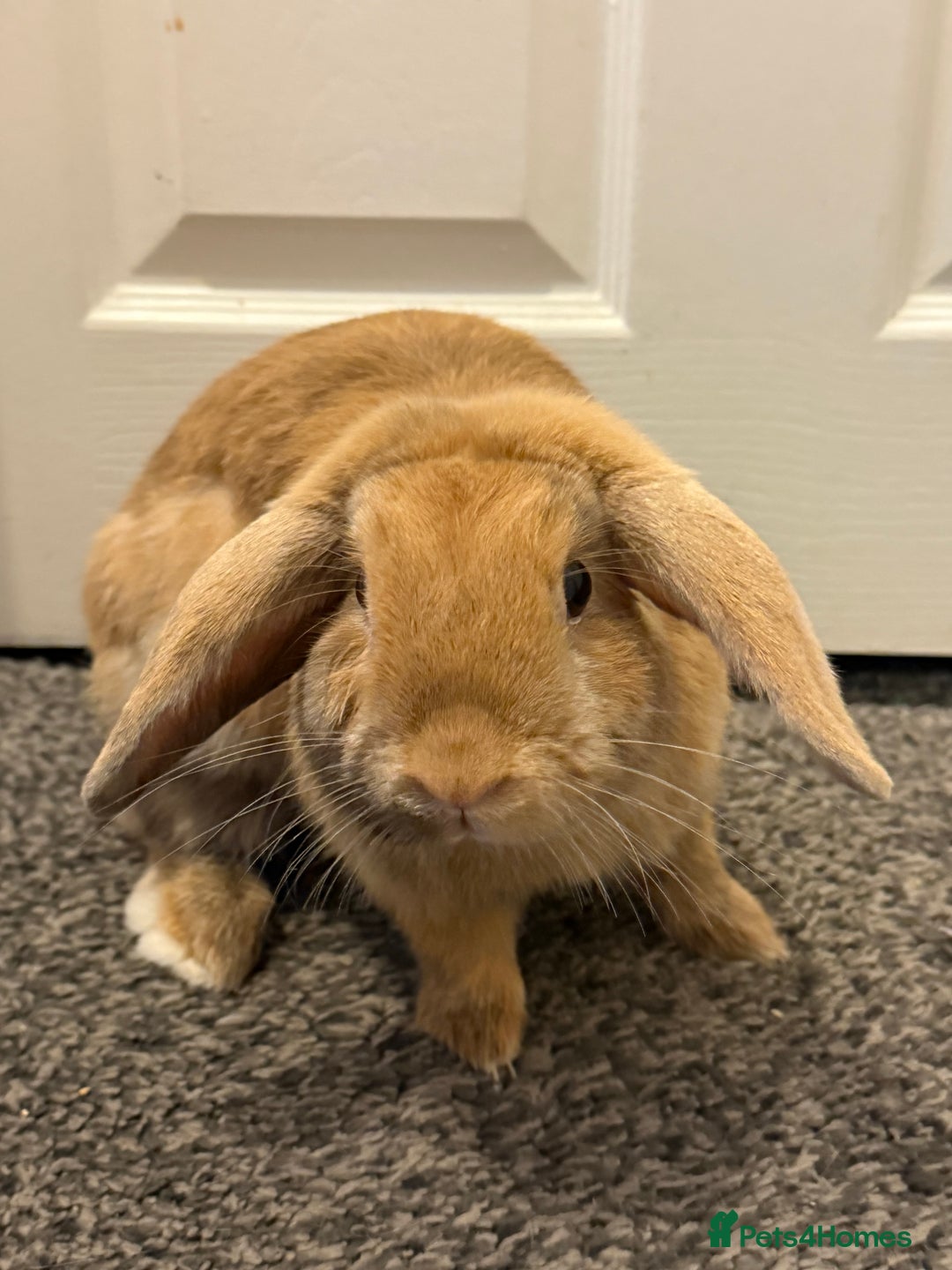 French Lop rabbits for sale: 1 year old French lop needs a home asap - Image 1