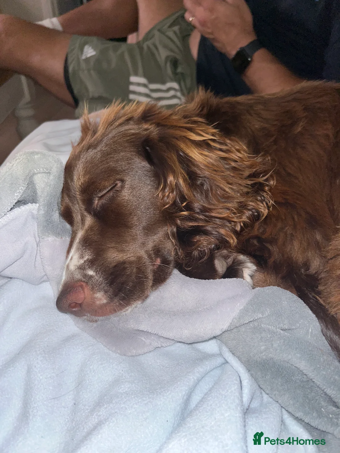 Cocker Spaniel dogs for sale: Coco  - Advert 8