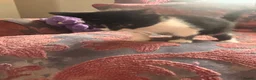 Mixed Breed cats for sale: Litter of 5 Kittens – Ready Soon  - Advert 5