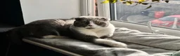 Scottish Fold cats for sale: Scottish fold and British shorthair kittens in Slough - Advert 30