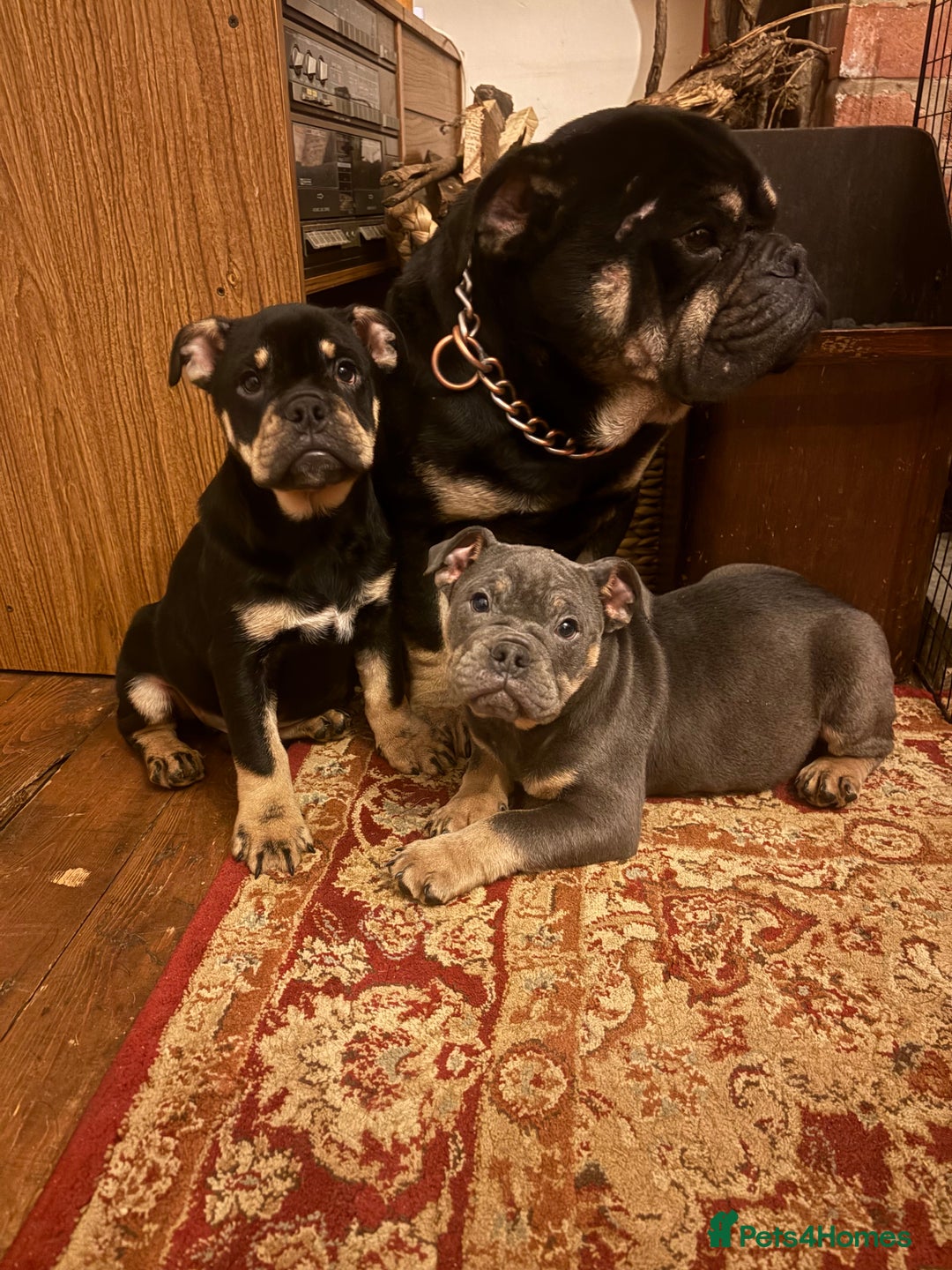 English Bulldog dogs for sale: English Bulldogs - Advert 7