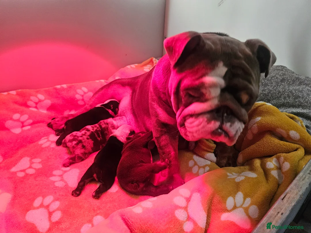 English Bulldog dogs for sale: Kc registered English bulldogs - Advert 2