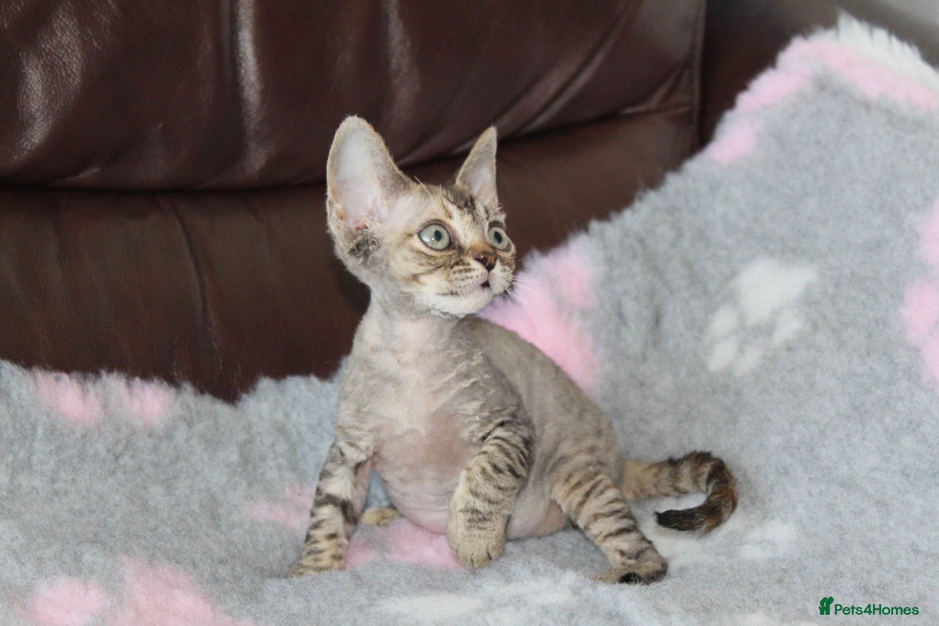Devon Rex cats Ch lines Devon Rex - Advert 12