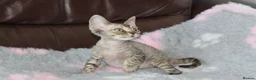 Devon Rex cats for sale: Ch lines Devon Rex - Advert 3